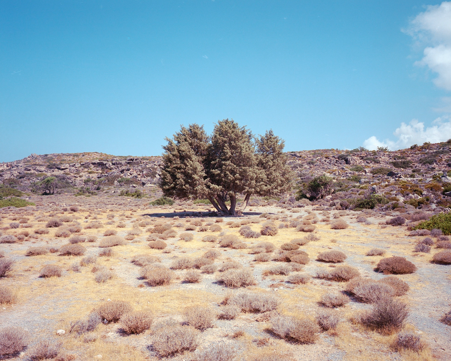 The Analog Photo Book