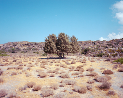 The Analog Photo Book